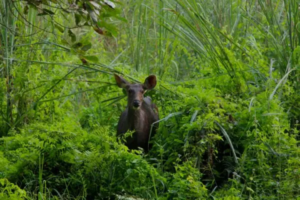 Chitwan