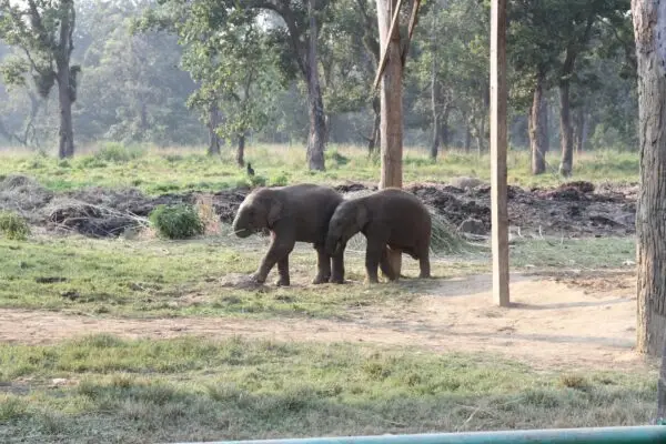 Chitwan - Image 5