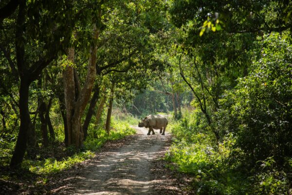 Chitwan - Image 2