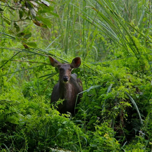 Chitwan